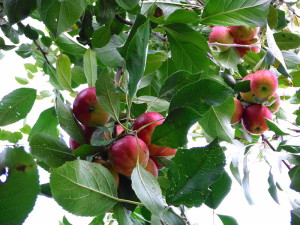 Apples in Toronto park
