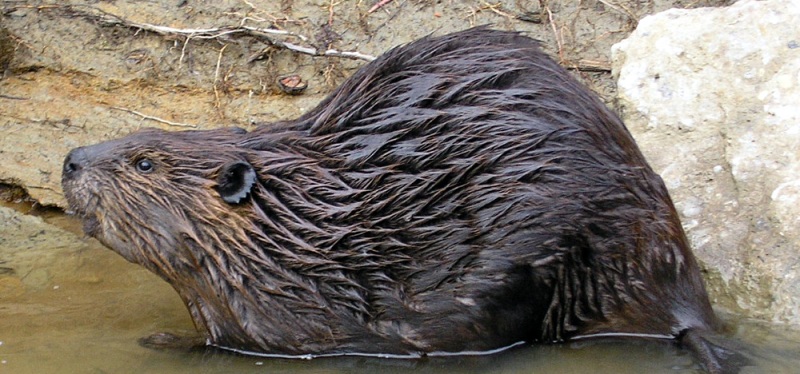Wet beaver