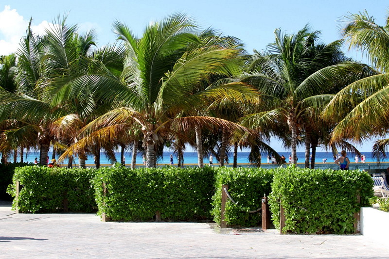 Palm trees in Grand Turk