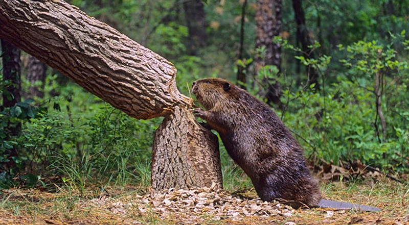 Beaver cutting tree