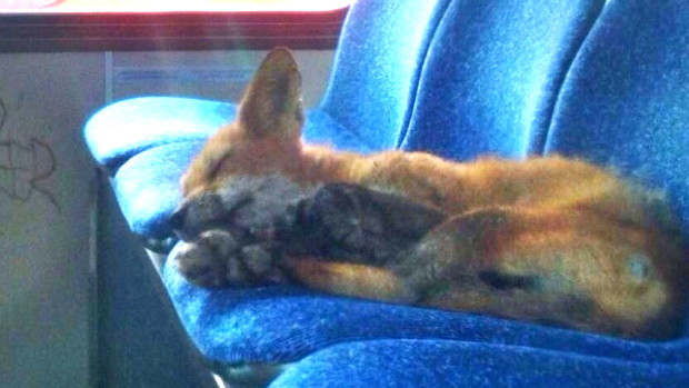 Fox sleeping in city bus