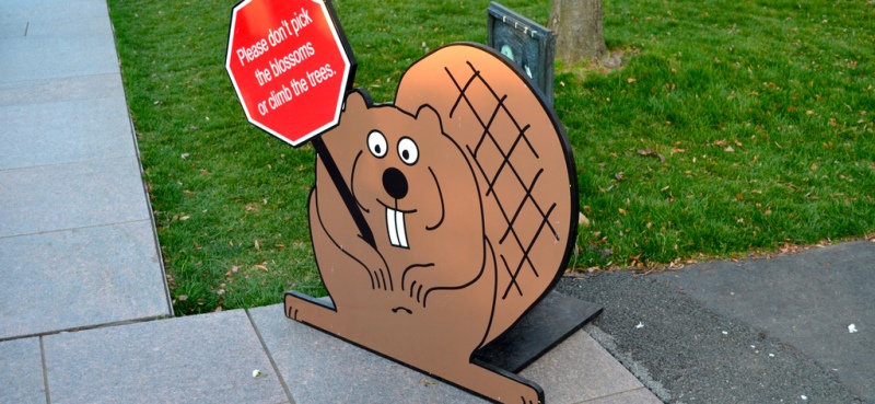 Beaver with sign